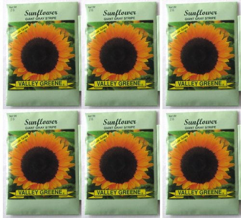 Valley Greene (6 Pack) 2 gram/Package Sunflower Giant Gray Stripe