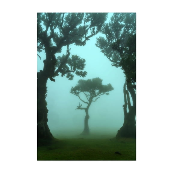 The Valley of Lost Souls - Fanal Laurel Forest of Madeira Island 1 - Madeira Portugal Photography Forest Nature Landscape Scenic Surrealism Unframed Wall Art Print 4 x 6 inches
