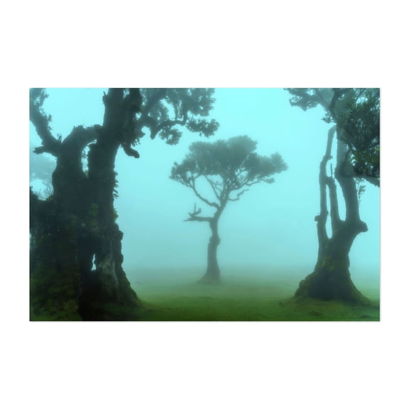 The Valley of Lost Souls - Fanal Laurel Forest of Madeira Island 6 - Madeira Portugal Photography Forest Nature Landscape Scenic Surrealism Minimalist Mystical Unframed Wall Art Print 32 x 48 inches