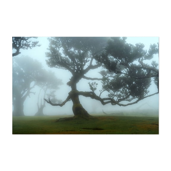 The Valley of Lost Souls - Fanal Laurel Forest of Madeira Island - Madeira Portugal Photography Forest Nature Scenic Landscape Surrealism Botanical Minimalist Unframed Wall Art Print 4 x 6 inches