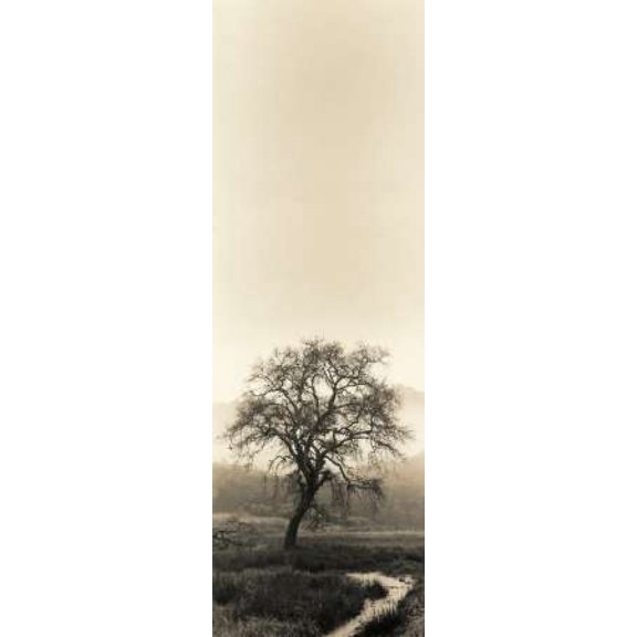 Valley Oak Tree Poster Print by Alan Blaustein (8 x 24)