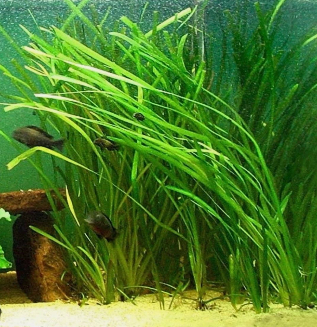 Vallisneria Live Aquarium Plant – Freshwater Aquatic Grass Plant for Fish Tanks & Aquascaping
