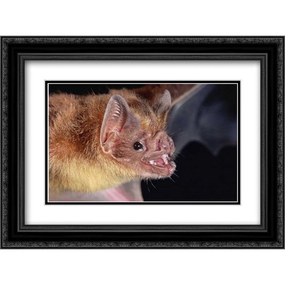 Vampire Bat portrait, Costa Rica 2x Matted 24x18 Black Ornate Framed Art Print by Fogden, Michael and Patricia