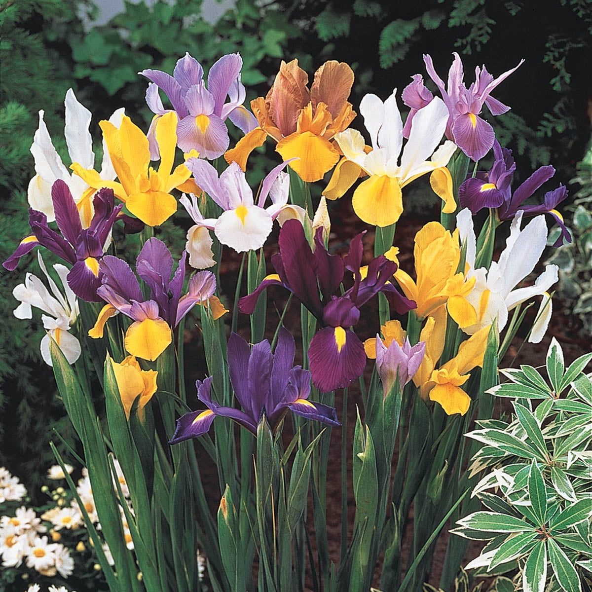 K. van Bourgondien Dutch Iris Mixture