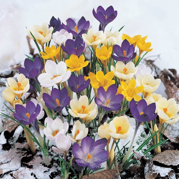 Van Bourgondien Multi-Colored Flowering Snow Crocus Dormant Flower Bulb Mixture, Set of 50 bulbs