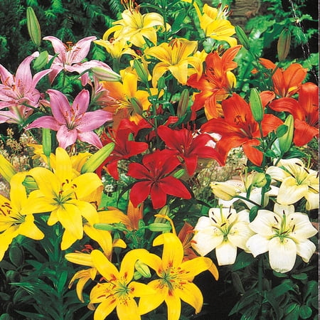 Van Bourgondien Mutli-Colored Asiatic Lily Dormant Flower Bulb Mixture, Set of 25 bulbs