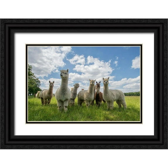 Van Den, Gert 18x13 Black Ornate Wood Framed with Double Matting Museum Art Print Titled - Send In The Alpacas!