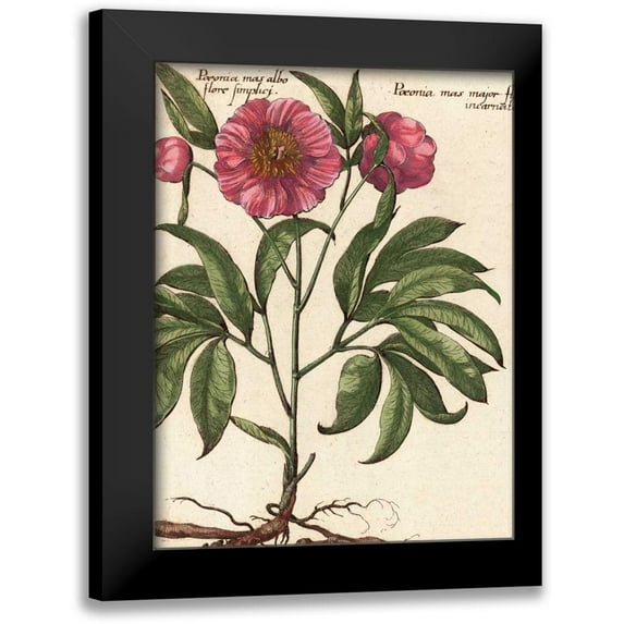 Van Houtte, Ludwig 12x14 Black Modern Framed Museum Art Print Titled - Giant Peony II