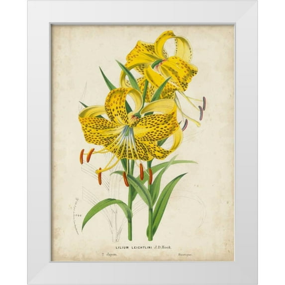 Van Houtteano, Horto 12x14 White Modern Wood Framed Museum Art Print Titled - Tropical Array IV