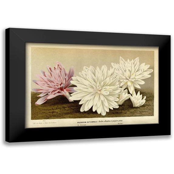 Van Houtteano. Horto 18x13 Black Modern Framed Museum Art Print Titled - Colchicum Autumnale