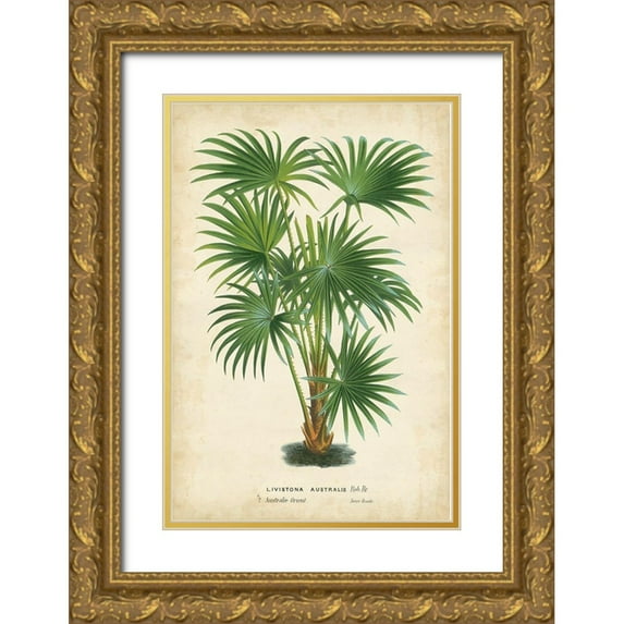 Van Houtteano, Horto 23x32 Gold Ornate Wood Framed with Double Matting Museum Art Print Titled - Palm of the Tropics IV