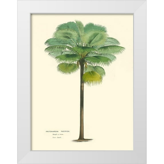Van Houtteano, Horto 25x32 White Modern Wood Framed Museum Art Print Titled - Small Palm of the Tropics II