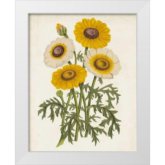 Van Houtteano, Horto 26x32 White Modern Wood Framed Museum Art Print Titled - Vintage Garden Beauties III