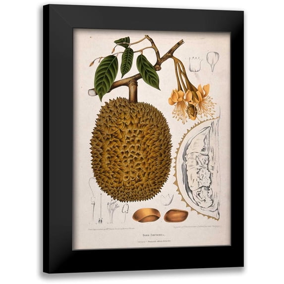 Van Nooten, Madame 11x14 Black Modern Framed Museum Art Print Titled - Durian