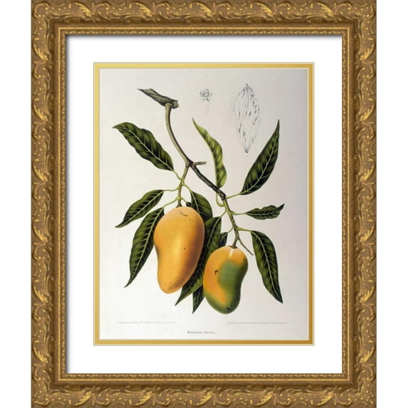 Van Nooten, Madame 12x14 Gold Ornate Wood Framed with Double Matting Museum Art Print Titled - Mangosteen