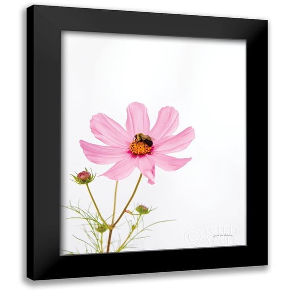 Van Swearingen, Debra 12x14 Black Modern Framed Museum Art Print Titled - Pale Cosmos II