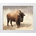 thumbnail image 1 of Van Swearingen, Debra 14x12 White Modern Wood Framed Museum Art Print Titled - American Bison II, 1 of 4