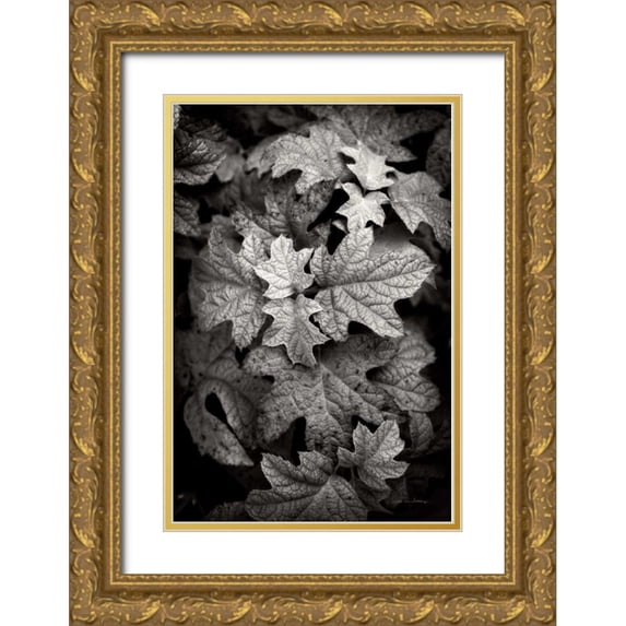Van Swearingen, Debra 17x24 Gold Ornate Wood Framed with Double Matting Museum Art Print Titled - Hydrangea Leaves in Black and White
