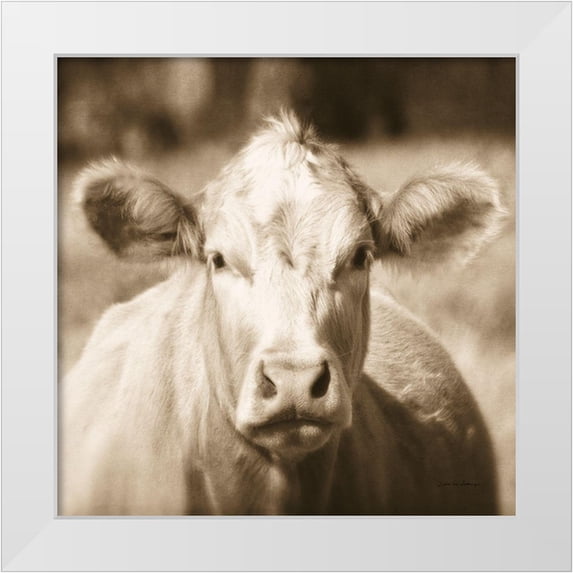 Van Swearingen, Debra 20x20 White Modern Wood Framed Museum Art Print Titled - Pasture Cow Sepia Sq