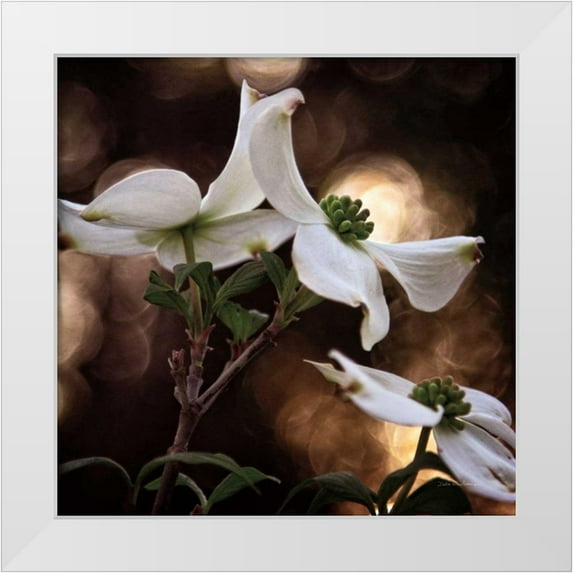 Van Swearingen, Debra 20x20 White Modern Wood Framed Museum Art Print Titled - White Dogwood I