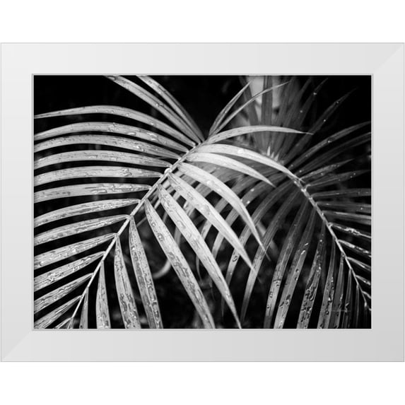 Van Swearingen, Debra 32x25 White Modern Wood Framed Museum Art Print Titled - Palm Fronds