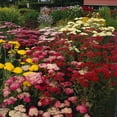 thumbnail image 1 of Van Zyverden Achillea Yarrow Mixed Set of 5 Plant Roots Multicolor Full Sun Perennial Fragrant 1 lb, 1 of 5
