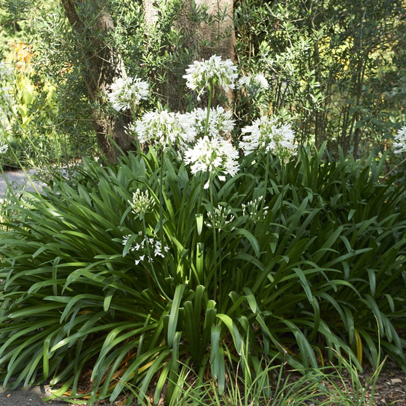 Van Zyverden Agapanthus White Set of 3 Plant Roots White Full Sun Flowering 2 lbs