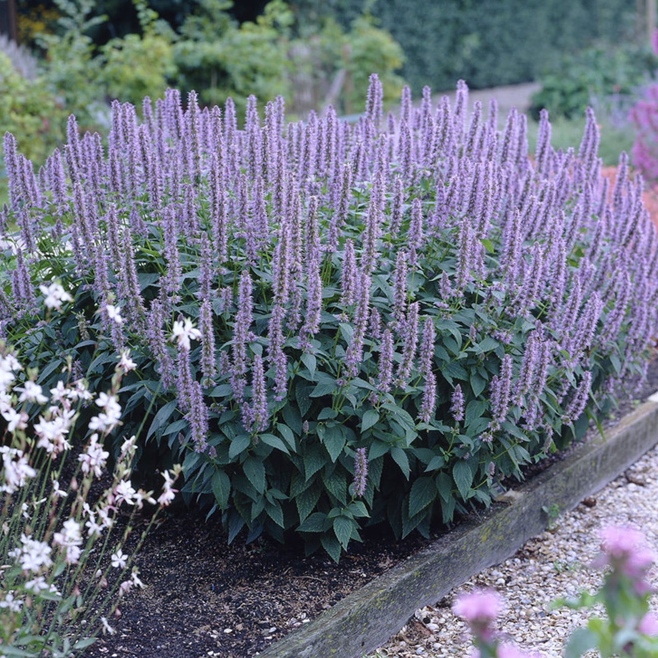 Van Zyverden Agastache Blue Fortune Set of 3 Plant Roots Multicolor Full Sun Fragrant 1 lb