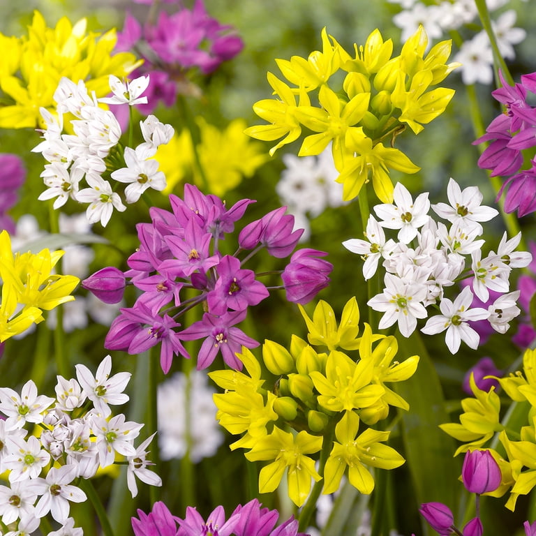 Van Zyverden Allium Blend Set of 100 Bulbs Multicolor Partial Sun Perennial  Fragrant 2 lbs - Walmart.com