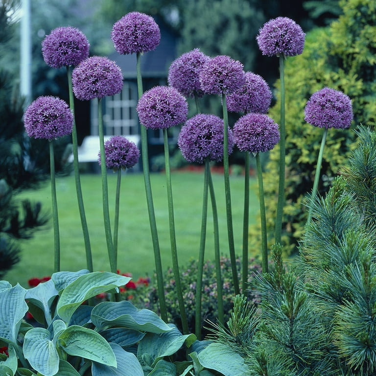 Van Zyverden Allium Giant Gladiator Set of 6 Bulbs Purple