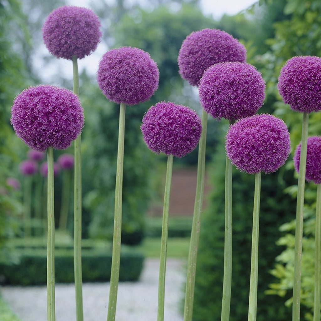 Van Zyverden Allium Giganteum Set of 1 Bulb Purple Part Sun