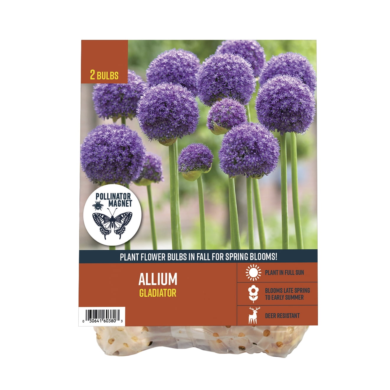 Van Zyverden's Allium Gladiator (Set of 2 Dormant Bulbs