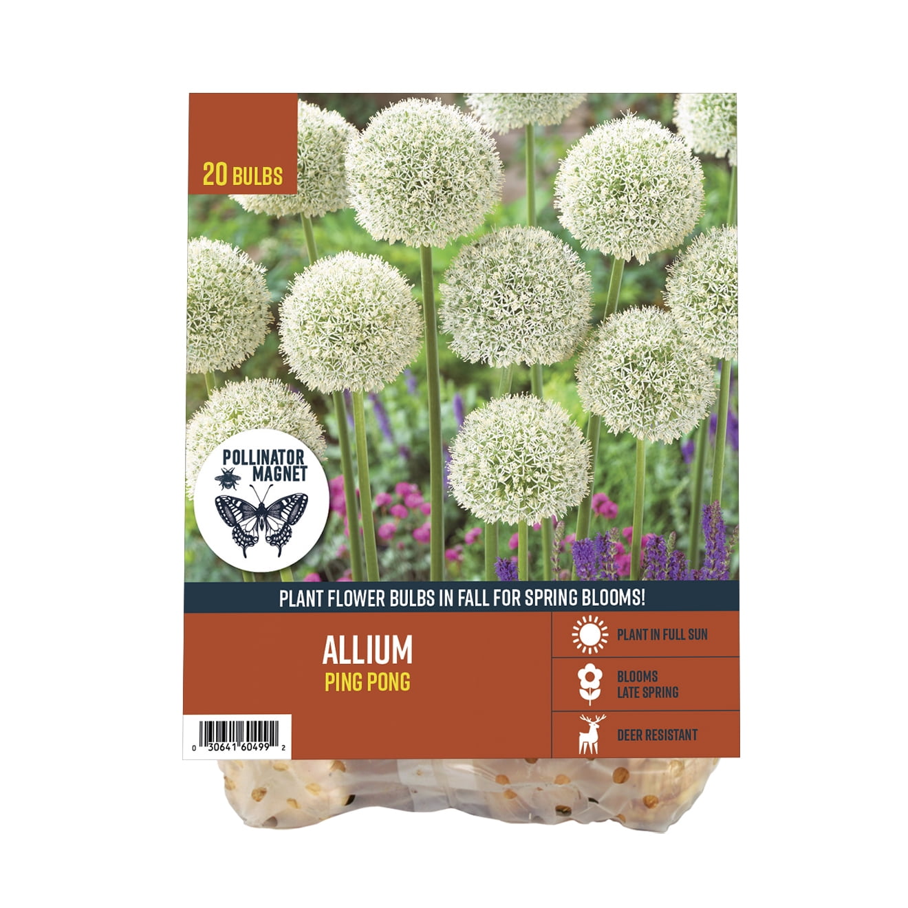 Van-Zyverden-Allium-Ping-Pong-