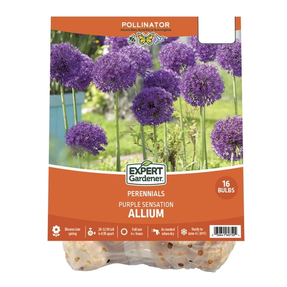 Expert Gardener Allium Purple Sensation Plant Bulbs (16 Dormant Bulbs)