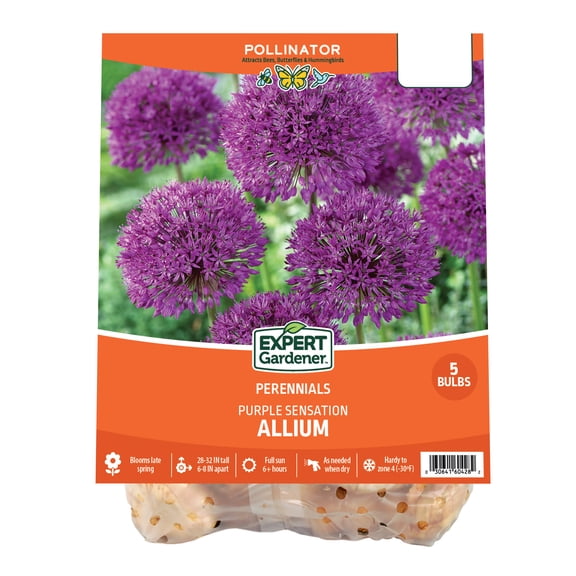 Expert Gardener Allium Purple Sensation Plant Bulbs (5 Dormant Bulbs)