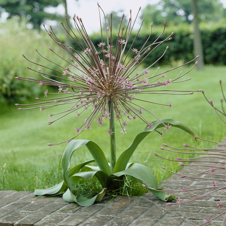 Van Zyverden Allium Schubertii Plant Bulbs (3 Count) - Walmart.com