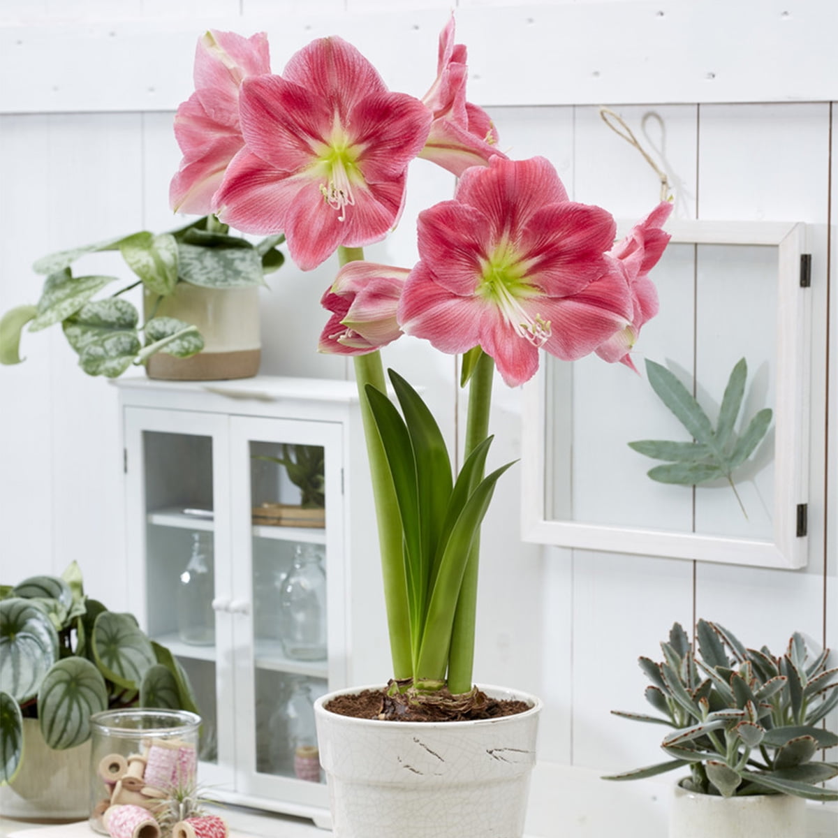 Van Zyverden Amaryllis African Candy Floss Set of 1 Bulb Pink Part Sun