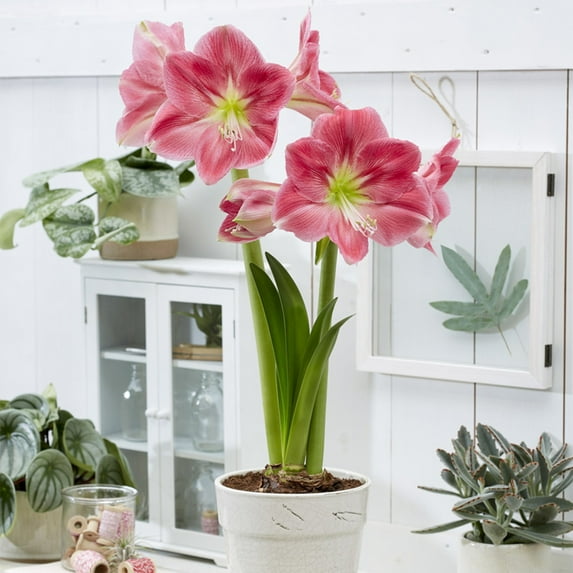 Van Zyverden Amaryllis African Candy Floss Set of 1 Bulb Pink Part Sun