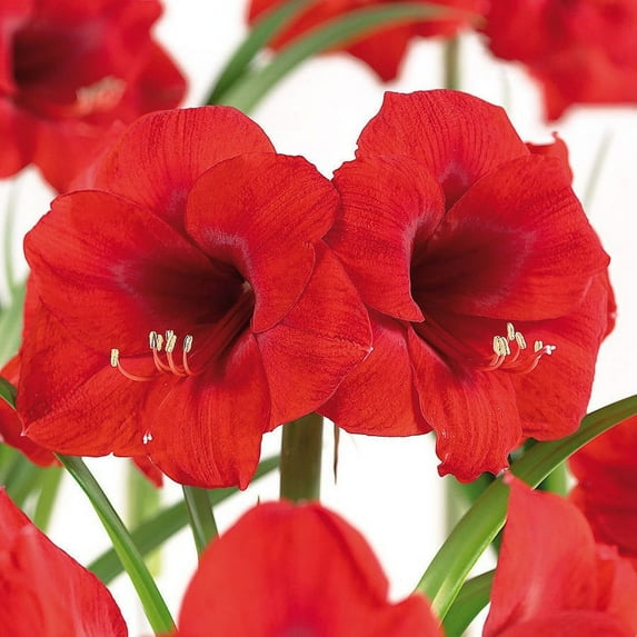 Van Zyverden Amaryllis African Merry Christmas Set of 1 Bulb Red Part Sun