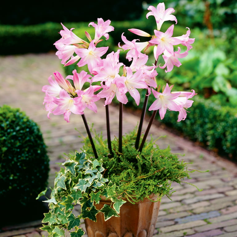 Amaryllis Bulbs - Easy-Care Pink Wax with White/Pink Blooms, Indoor Flower  Bulbs