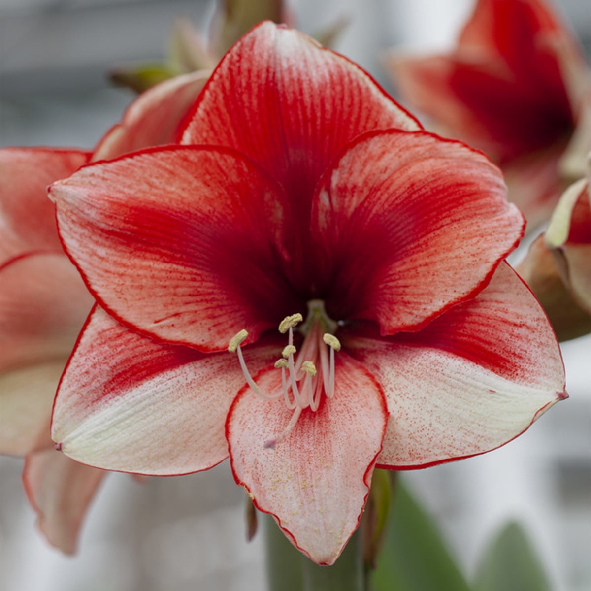Van Zyverden Amaryllis Coral Beach Set of 1 Bulb Multicolor Partial Sun Perennial Easy to Grow 1 lb