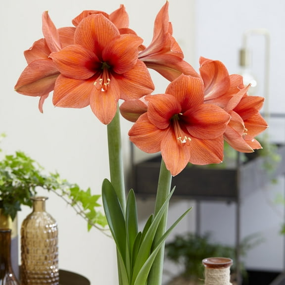 Van Zyverden Amaryllis Desire Set of 1 Bulb, Coral Orange, Part Sun Perennial Easy To Grow  1 lb