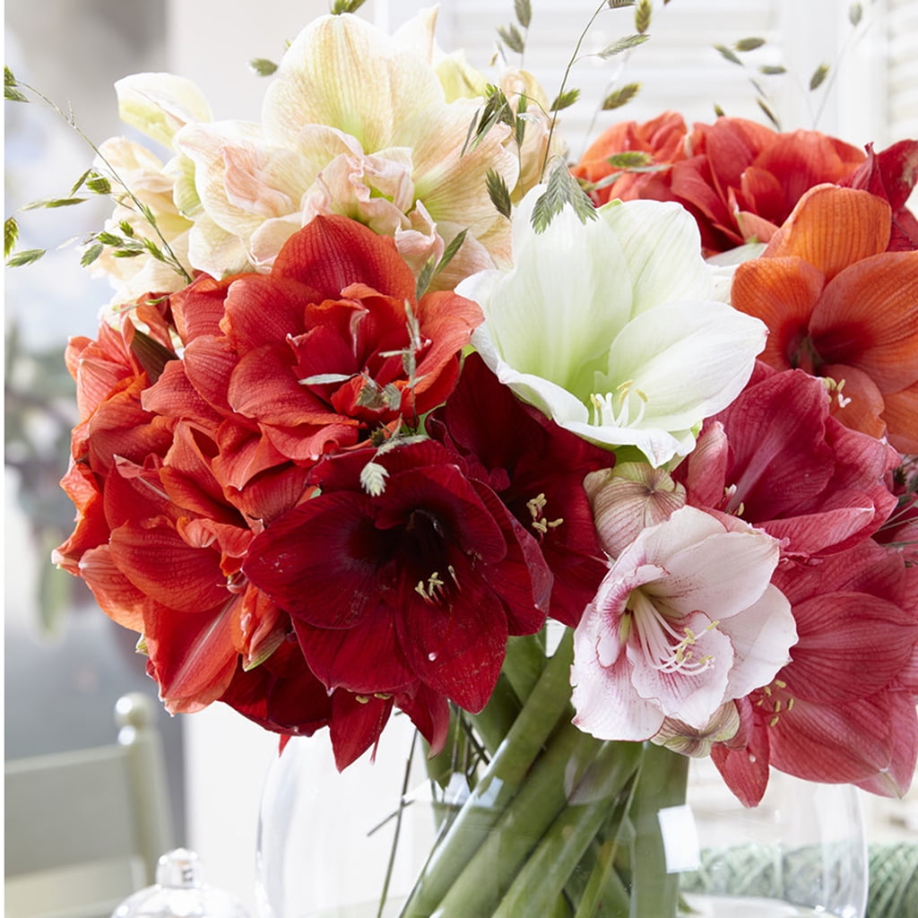 Van Zyverden Amaryllis Economy Mixed Set of 3 Bulbs Mixed Partial Sun Perennial Easy to Grow 2 lbs