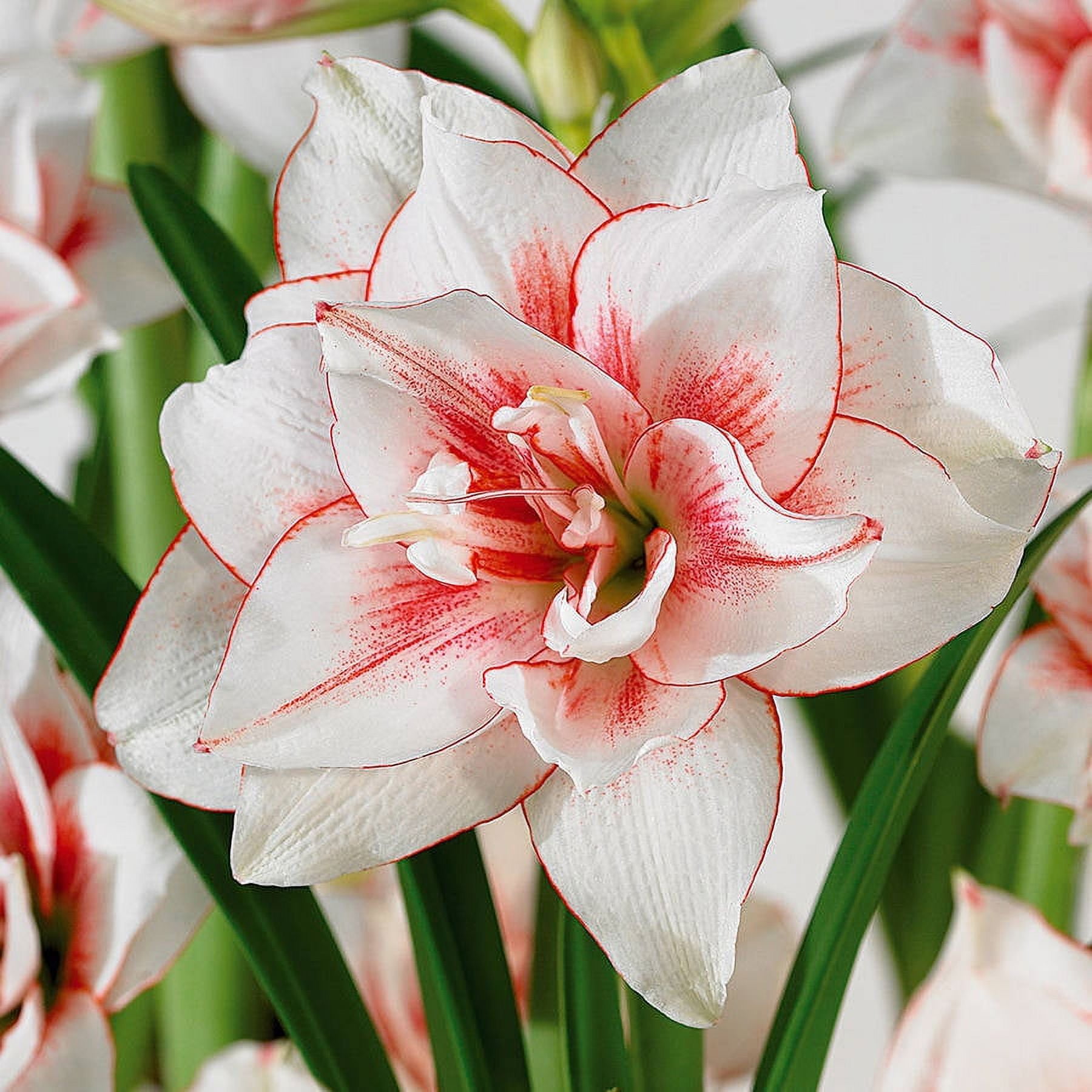 Van Zyverden Amaryllis Elvas Set of 1 Bulb Red Partial Sun Perennial Easy to Grow 1 lb