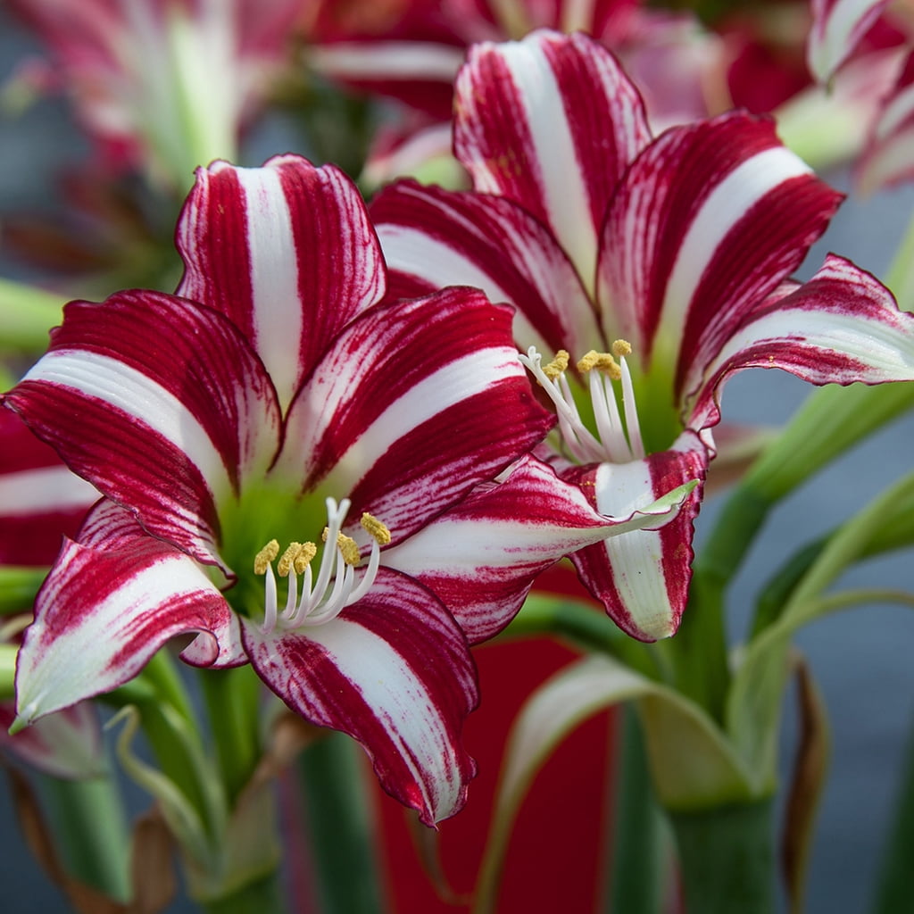 Van Zyverden Amaryllis Fragrant Variety Santiago Set of 1 Bulb Multi-Color Part Sun