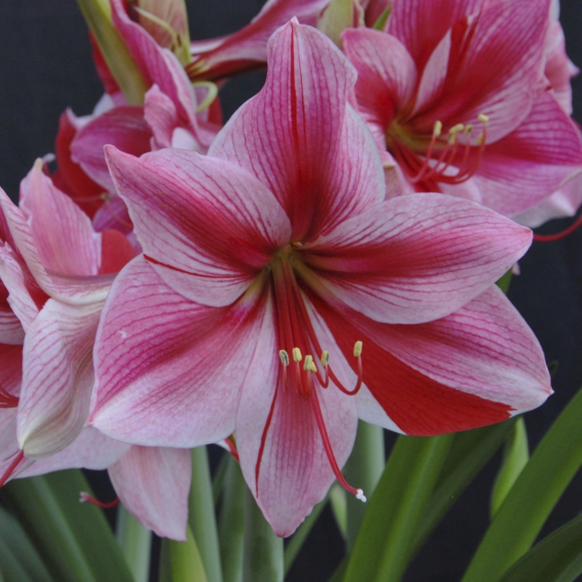 Van Zyverden Amaryllis Gervase Set of 1 Bulb Pink Partial Sun Perennial Easy to Grow 1 lb
