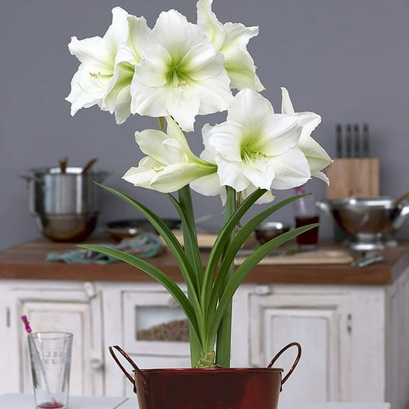 Van Zyverden Amaryllis Kit Christmas Gift With Artisan Decorative Planter 1 Bulb White Part Sun