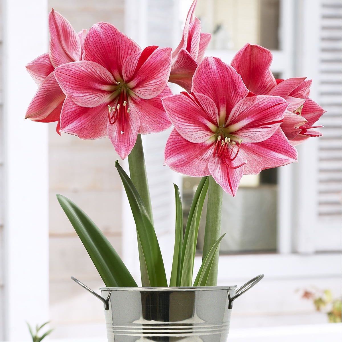 Van Zyverden Amaryllis Kit Gervase with Artisan Decorative Planter Rose Pink Set of 1 Bulb Part Sun