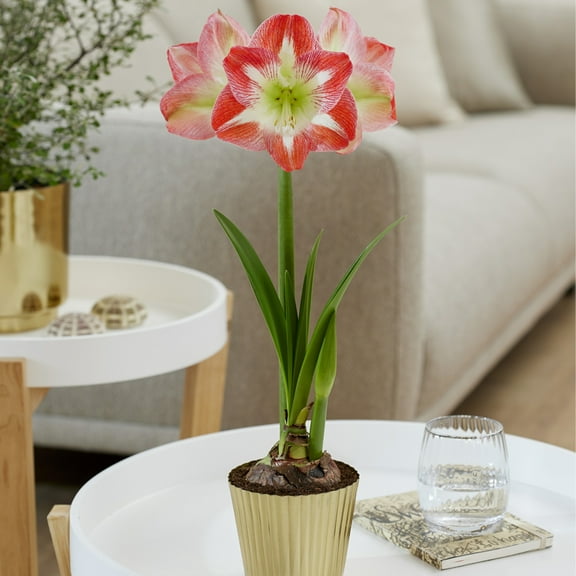 Van Zyverden Amaryllis Kit Minerva W/ Fluted Iron Faux Brass Finish Planter 1 Bulb Pink Partial Sun Perennial Easy to Grow 2 lbs