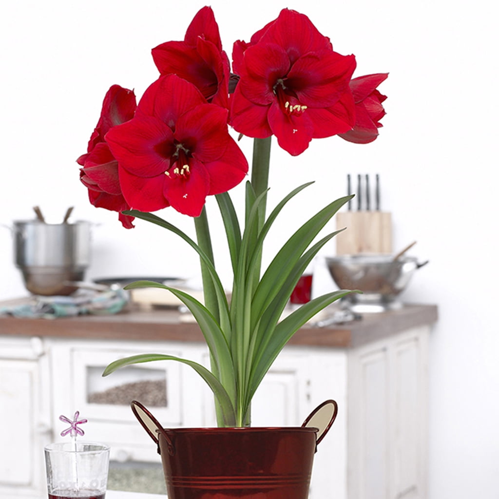 Van Zyverden Amaryllis Kit Red Lion with Artisan Decorative Planter 1 Bulb Red Part Sun